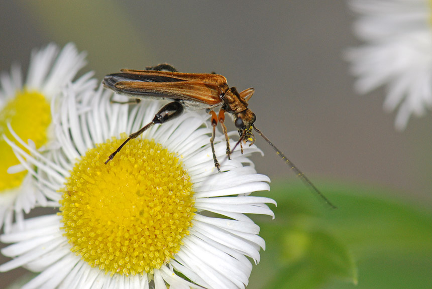 Oedemera da Id. Oedemera podagrariae